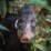 Peccary_with_tag-Original Photo by Jon Woodworth