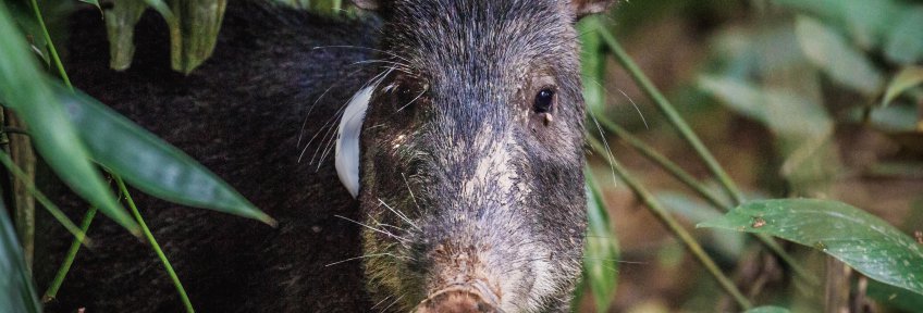 Peccary_with_tag-Original Photo by Jon Woodworth