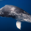 Whale_with_tag-Original Photo by Gabriel Barathieu