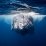 Whale_with_tag_frontal- Original Photo by Gabriel Barathieu