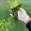 Cyanobacteria blooms at Castanhão reservoir